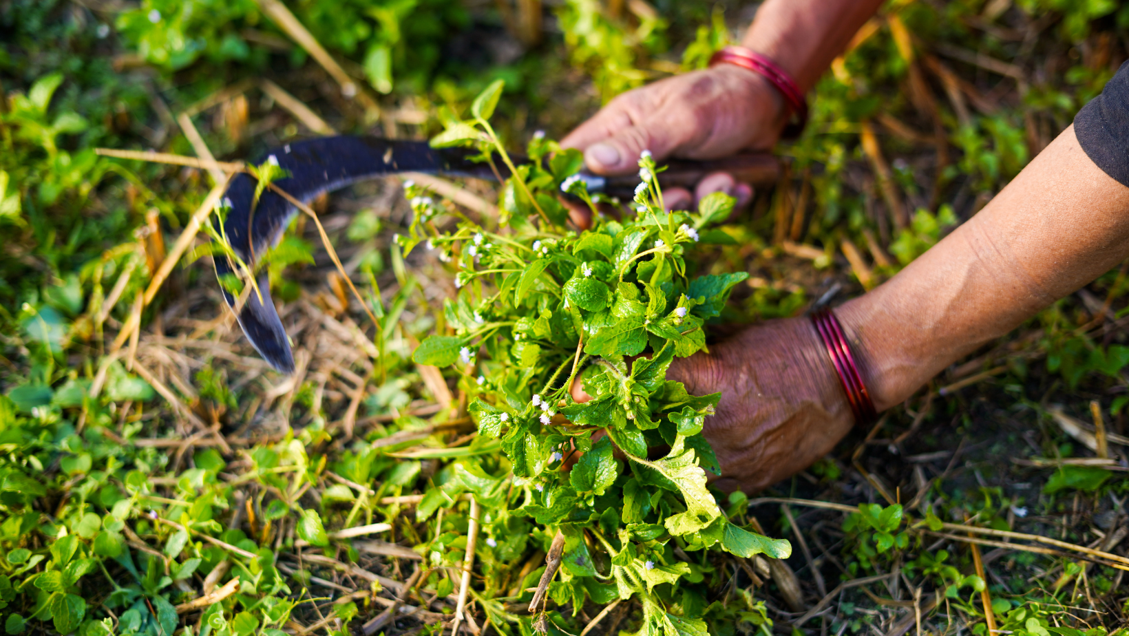 fiamme e danneggiamenti torna il racket nelle campagne