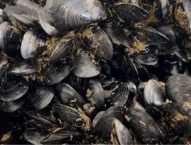 Deroga al novellame straniero nel Mar Piccolo