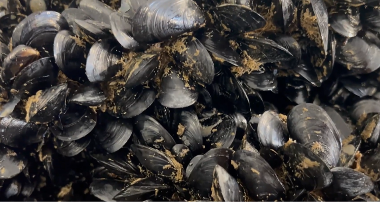 Deroga al novellame straniero nel Mar Piccolo