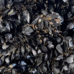 Niente deroghe per cozze straniere
