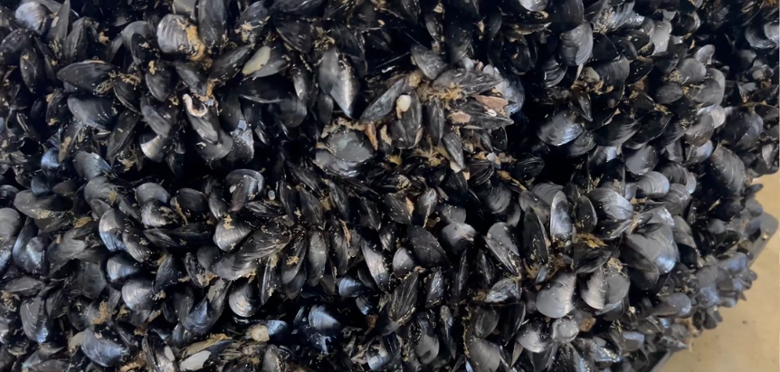 Niente deroghe per cozze straniere
